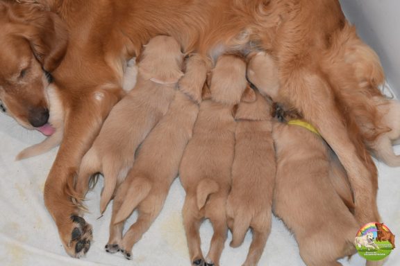 Chiots Golden Retreiever
