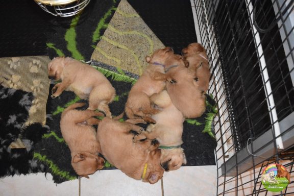 Chiots Golden Retreiever